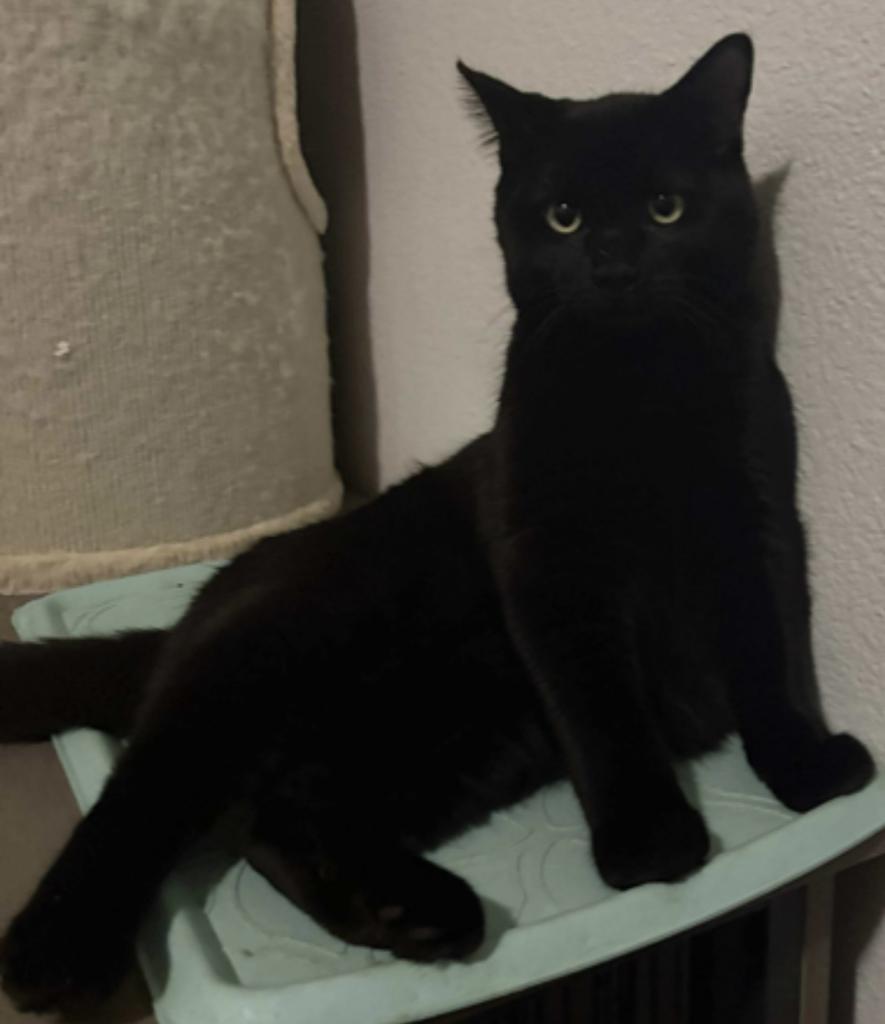 Enlarge Cocoa Puff, a Adoptable mixed breed in Ontario, OR image 2/2