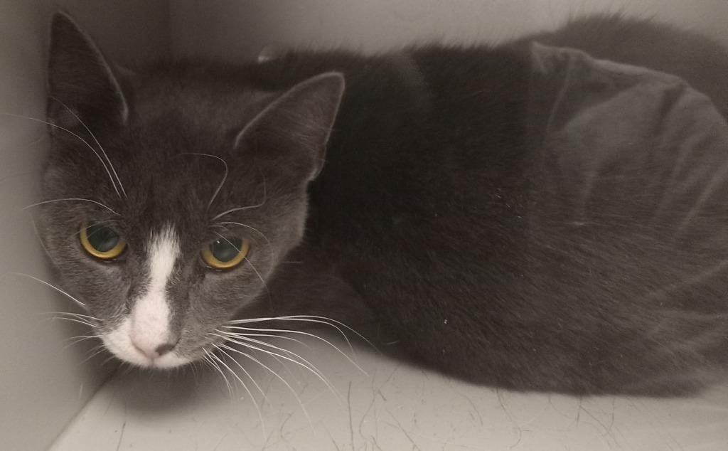 Gumdrop, Adoptable, Young Female Domestic Short Hair.