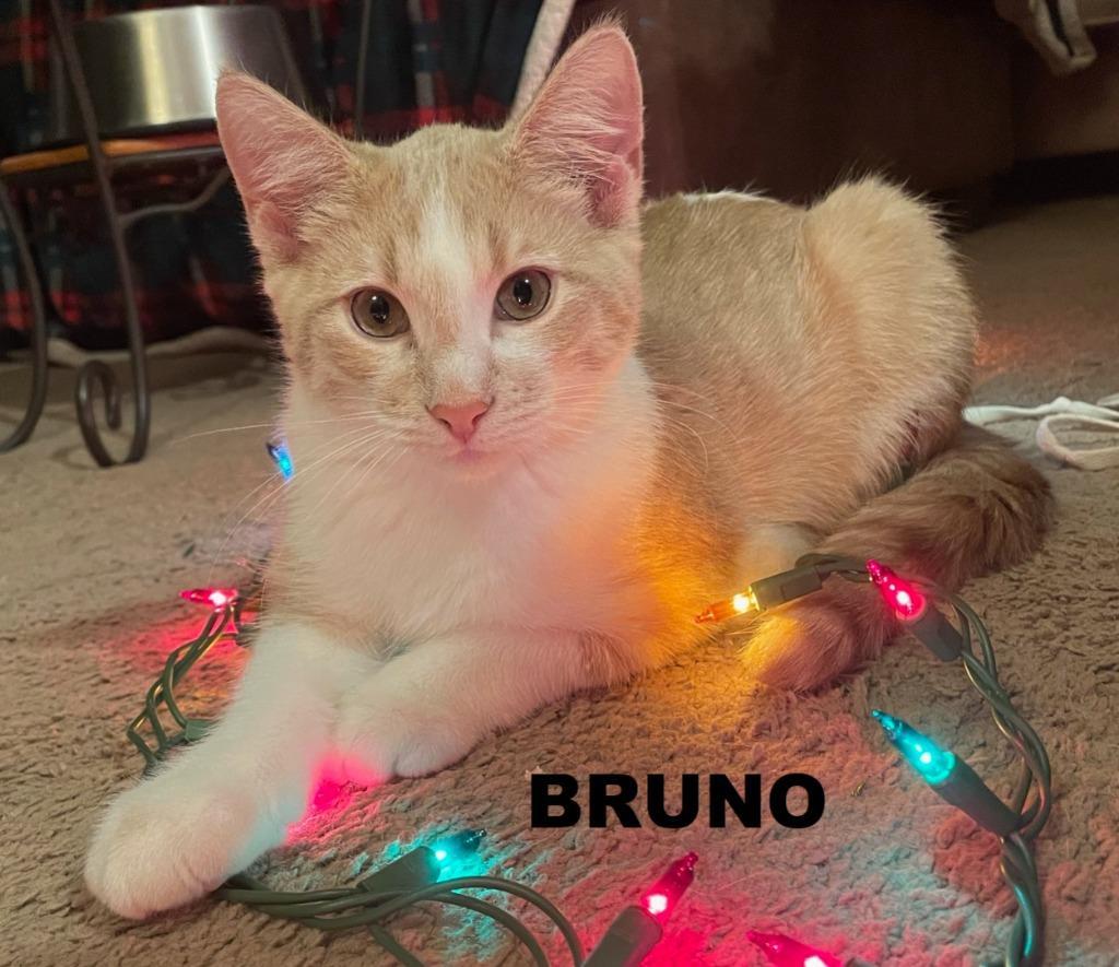 Enlarge Bruno, a Adoptable mixed breed in Owatonna, MN image 2/6
