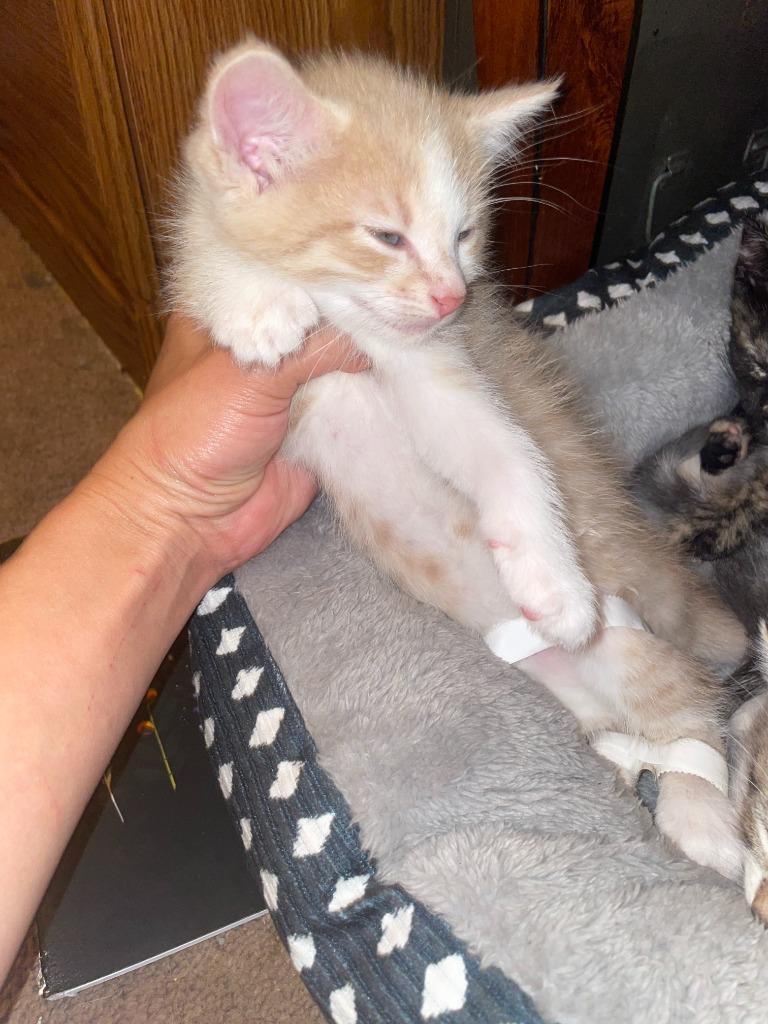 Enlarge Bruno, a Adoptable mixed breed in Owatonna, MN image 3/6