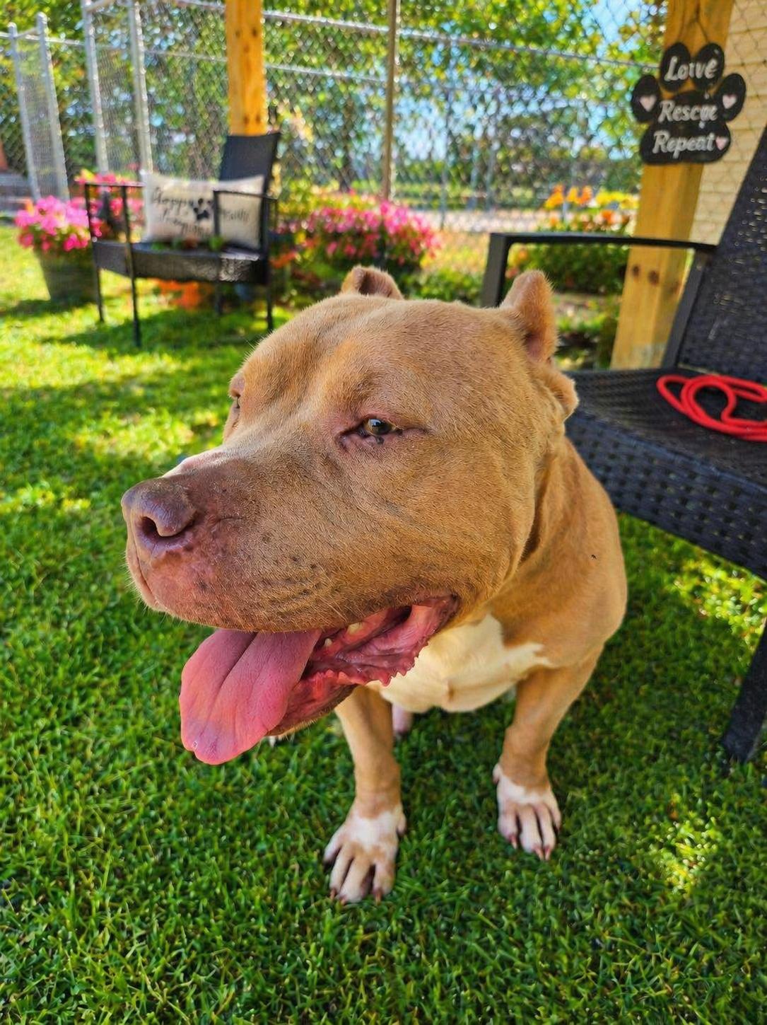 Big Boy, ADOPTABLE, Adult Male American Bully.