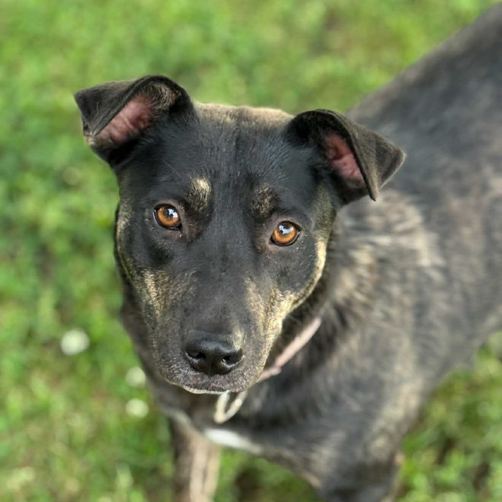 Alexa, Adoptable, Adult Female Mixed Breed.