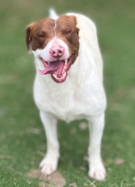 Fred, Adoptable, Young Male Beagle & Bull Terrier.
