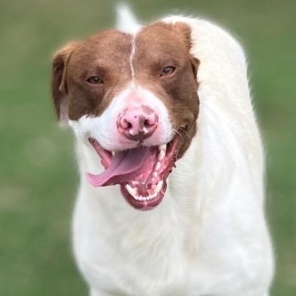 Enlarge Fred, a Adoptable mixed breed in Pittsfield, IL image 2/3