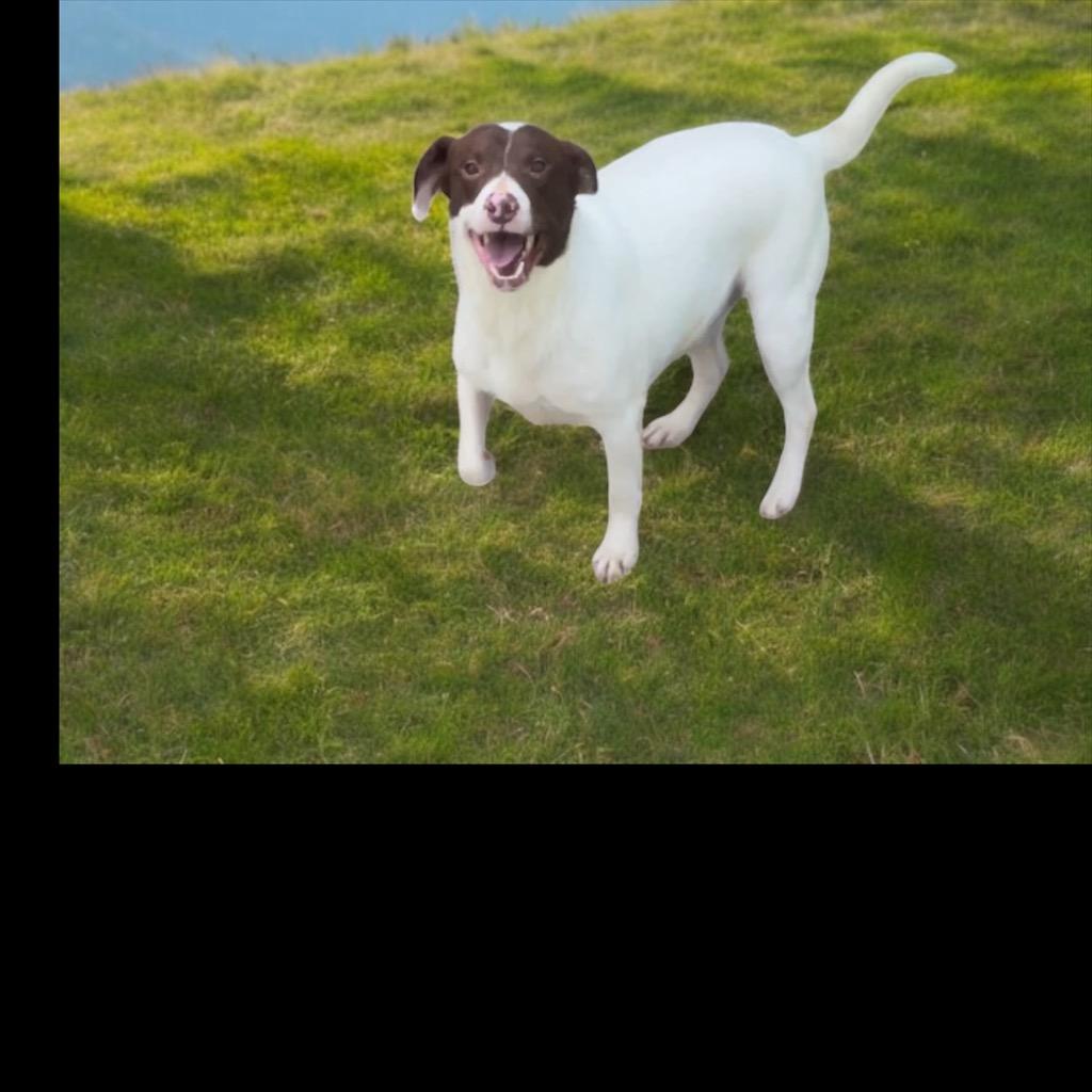 Enlarge Fred, a Adoptable mixed breed in Pittsfield, IL image 3/3