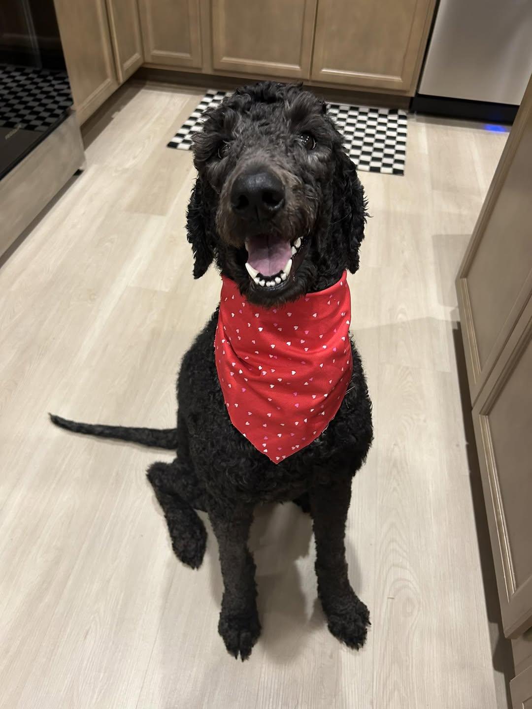 Bella, ADOPTABLE, Adult Female Poodle.