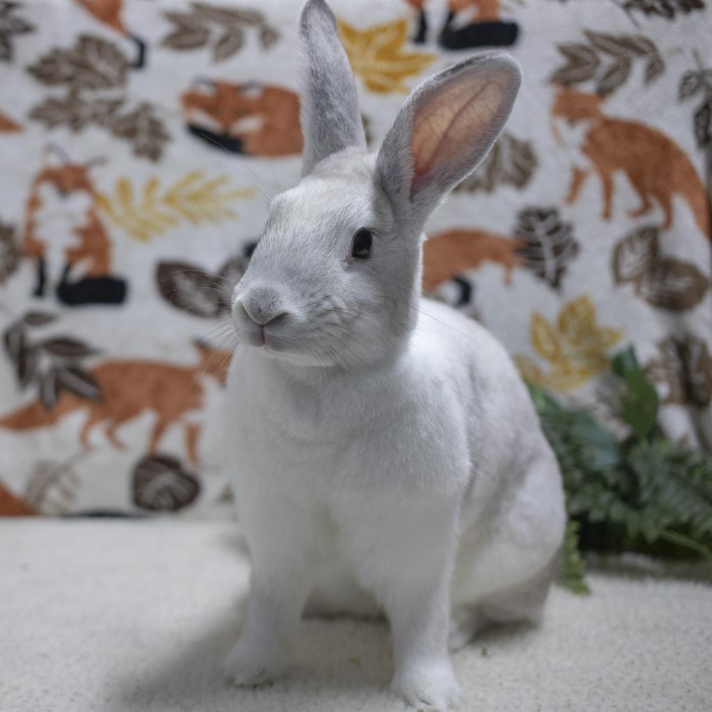 Enlarge Luna, a Adoptable mixed breed in San Diego, CA image 1/6