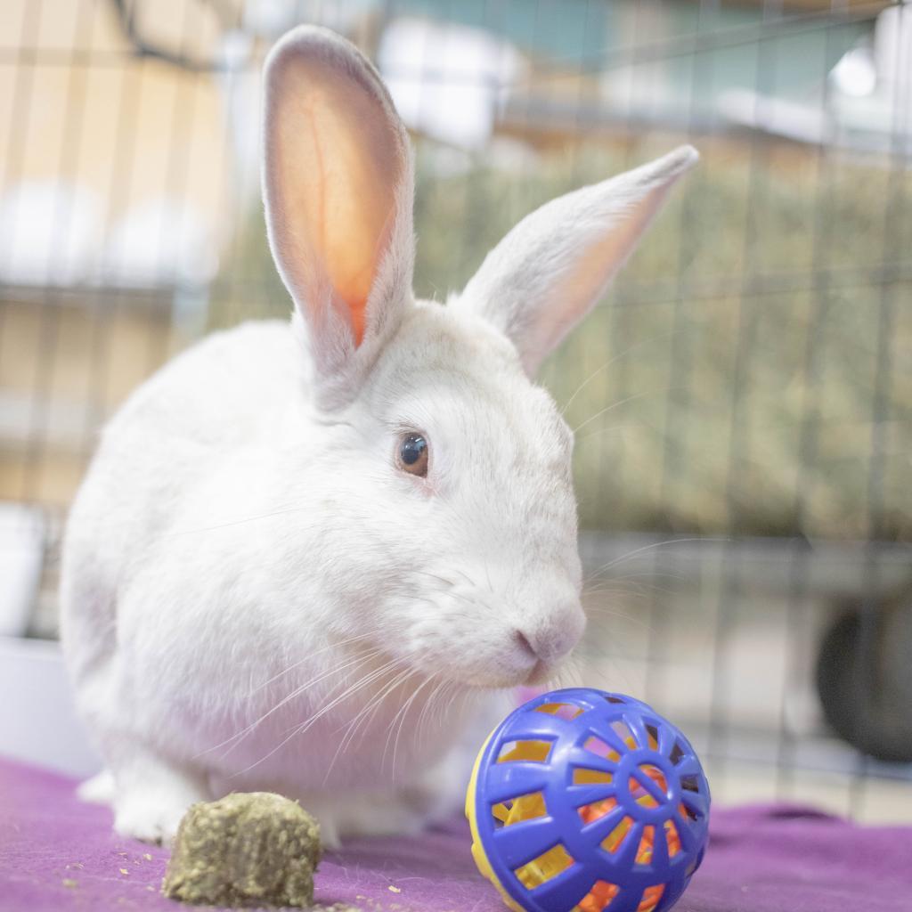 Enlarge Luna, a Adoptable mixed breed in San Diego, CA image 3/6