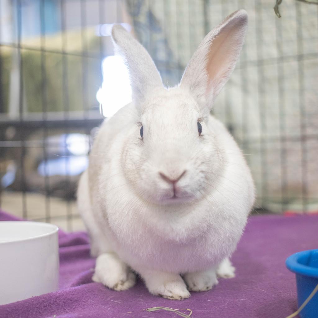 Enlarge Luna, a Adoptable mixed breed in San Diego, CA image 5/6