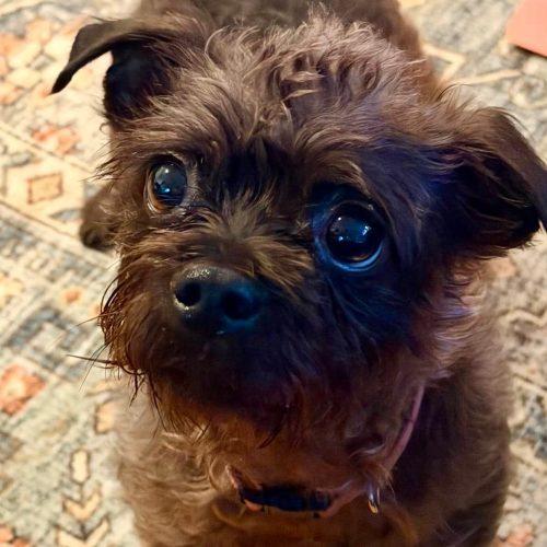 Barris, Adoptable, Adult Female Cairn Terrier.
