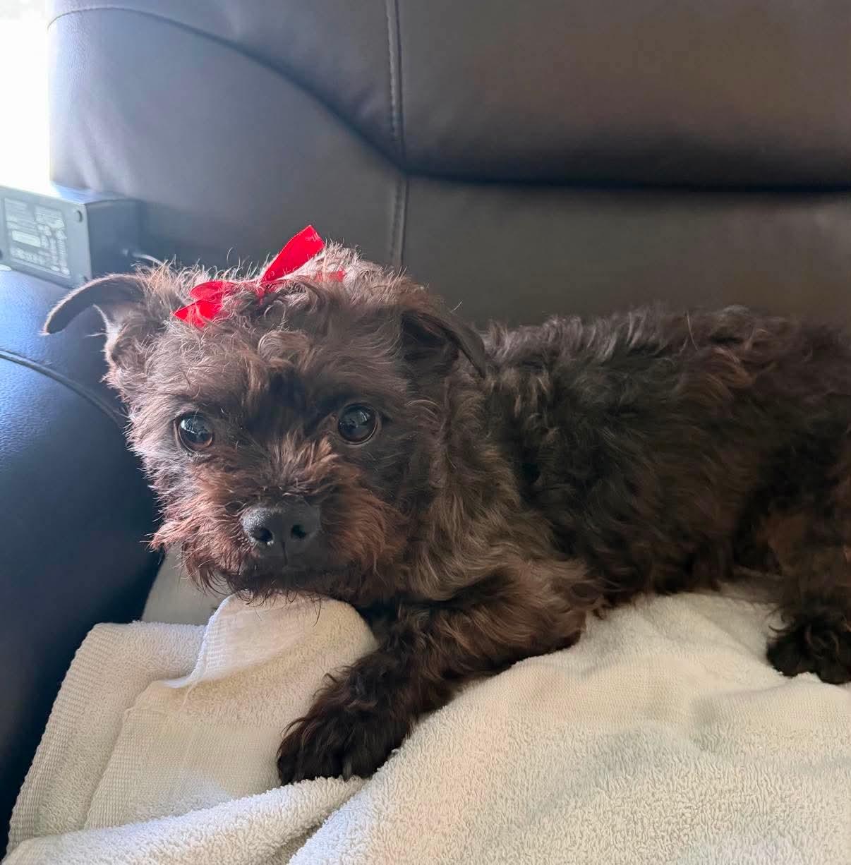 Barris, a Adoptable Cairn Terrier in Benson, NC image 2/3