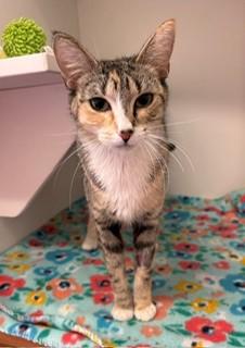 Arabella, ADOPTABLE, Adult Female Domestic Short Hair.