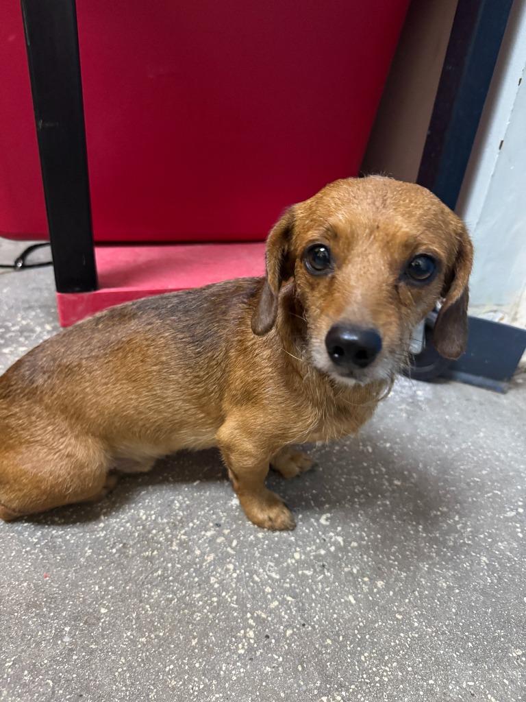 Enlarge Hairy, a Adoptable Mixed Breed in Ocala, FL image 1/1