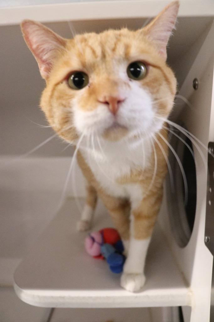 Enlarge Pumpkin Spice, a Adoptable mixed breed in Dearborn, MI image 1/4