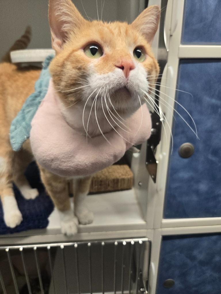 Enlarge Pumpkin Spice, a Adoptable mixed breed in Dearborn, MI image 2/4