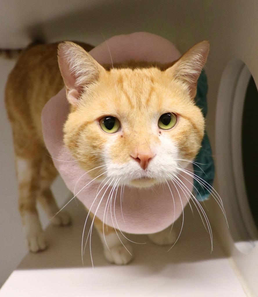 Enlarge Pumpkin Spice, a Adoptable mixed breed in Dearborn, MI image 3/4