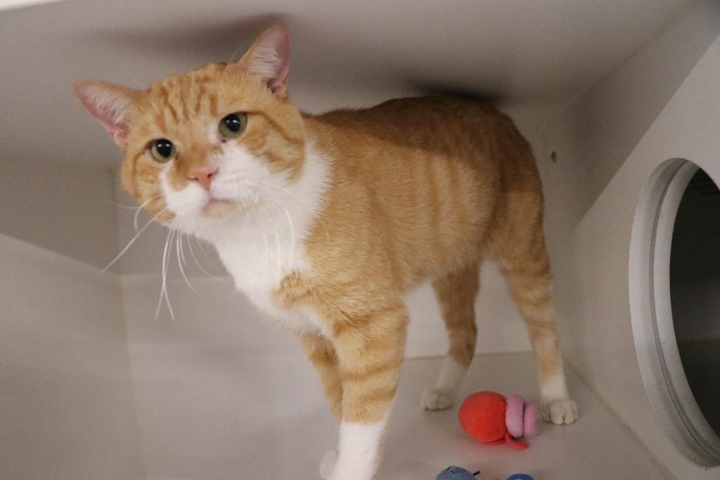 Enlarge Pumpkin Spice, a Adoptable mixed breed in Dearborn, MI image 4/4