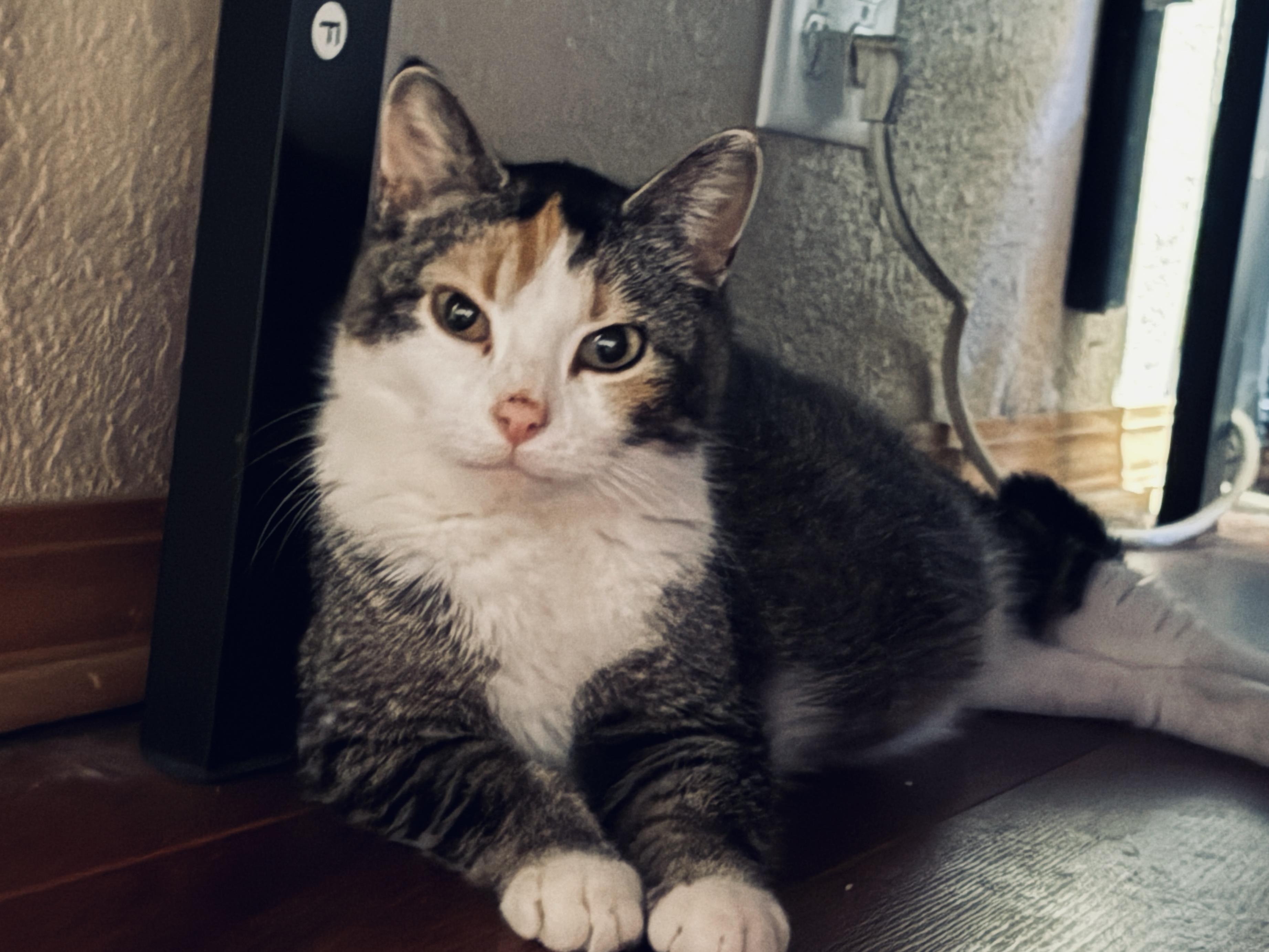 Enlarge Olivia Hope, a Adoptable Domestic Short Hair in GALESVILLE, WI image 5/6