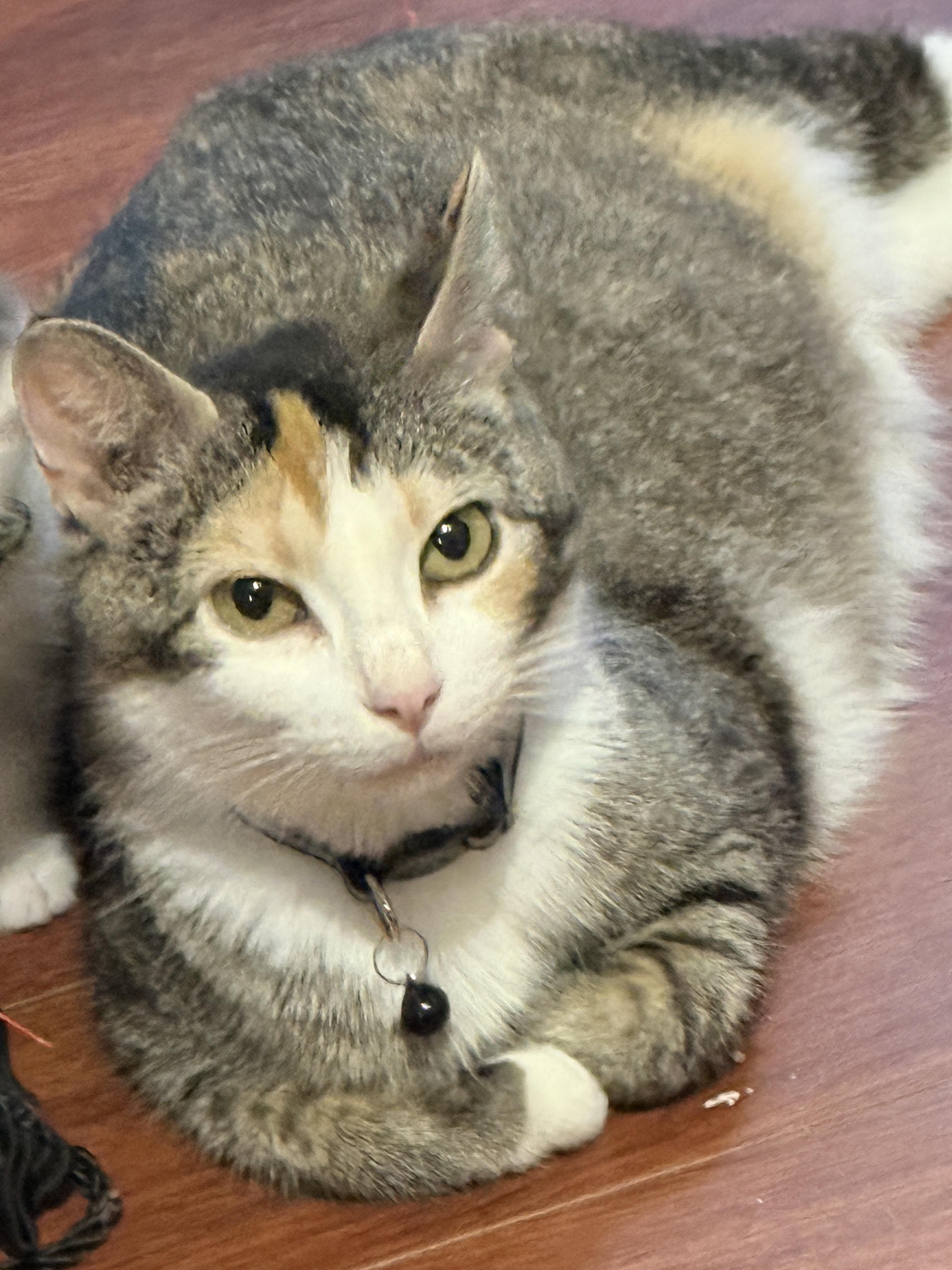 Enlarge Olivia Hope, a Adoptable Domestic Short Hair in GALESVILLE, WI image 6/6