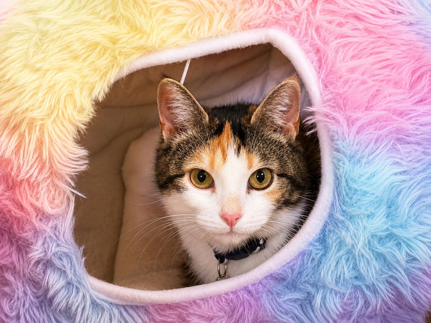 Enlarge Olivia Hope, a Adoptable Domestic Short Hair in GALESVILLE, WI image 1/6