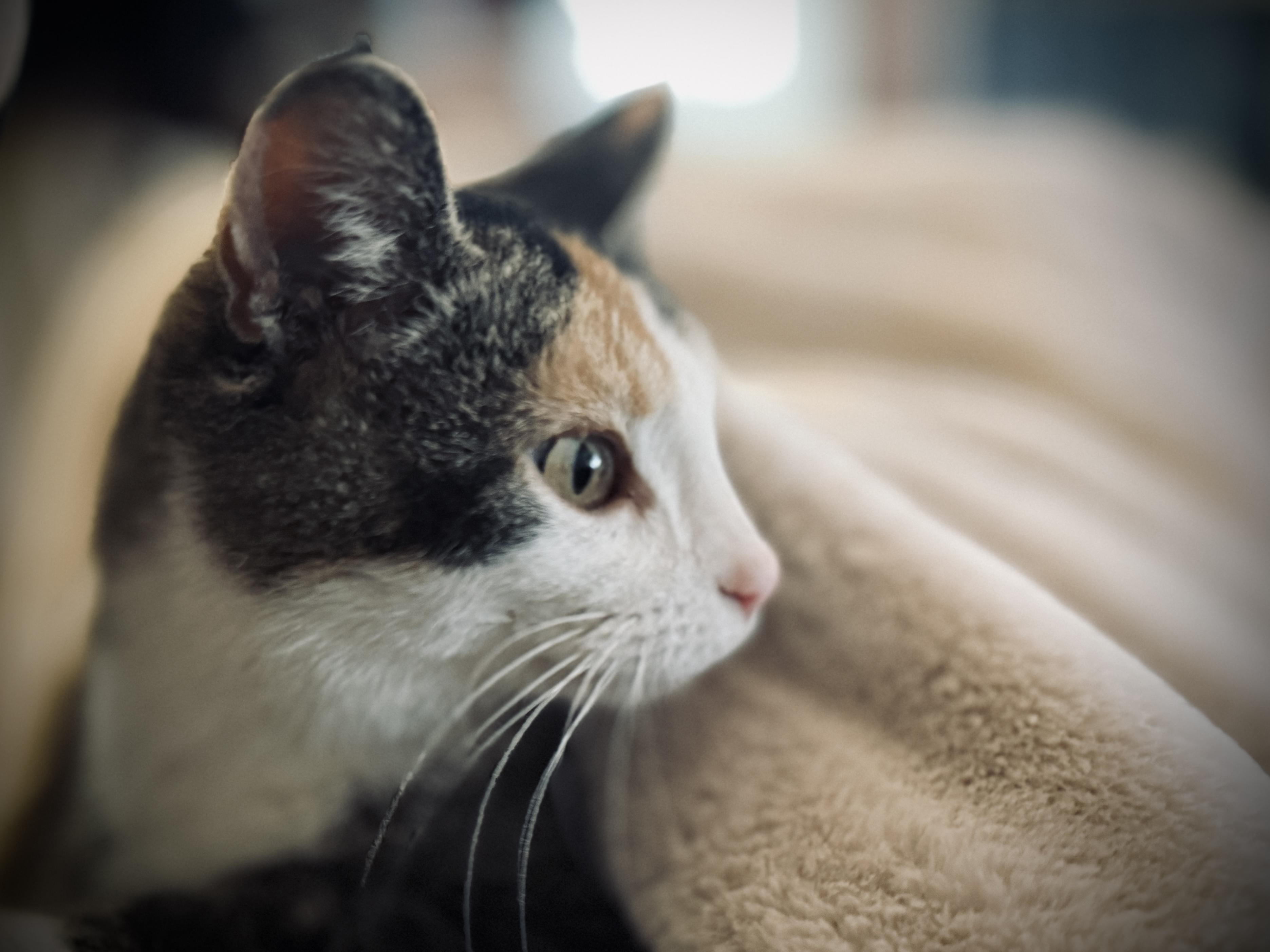 Enlarge Olivia Hope, a Adoptable Domestic Short Hair in GALESVILLE, WI image 3/6