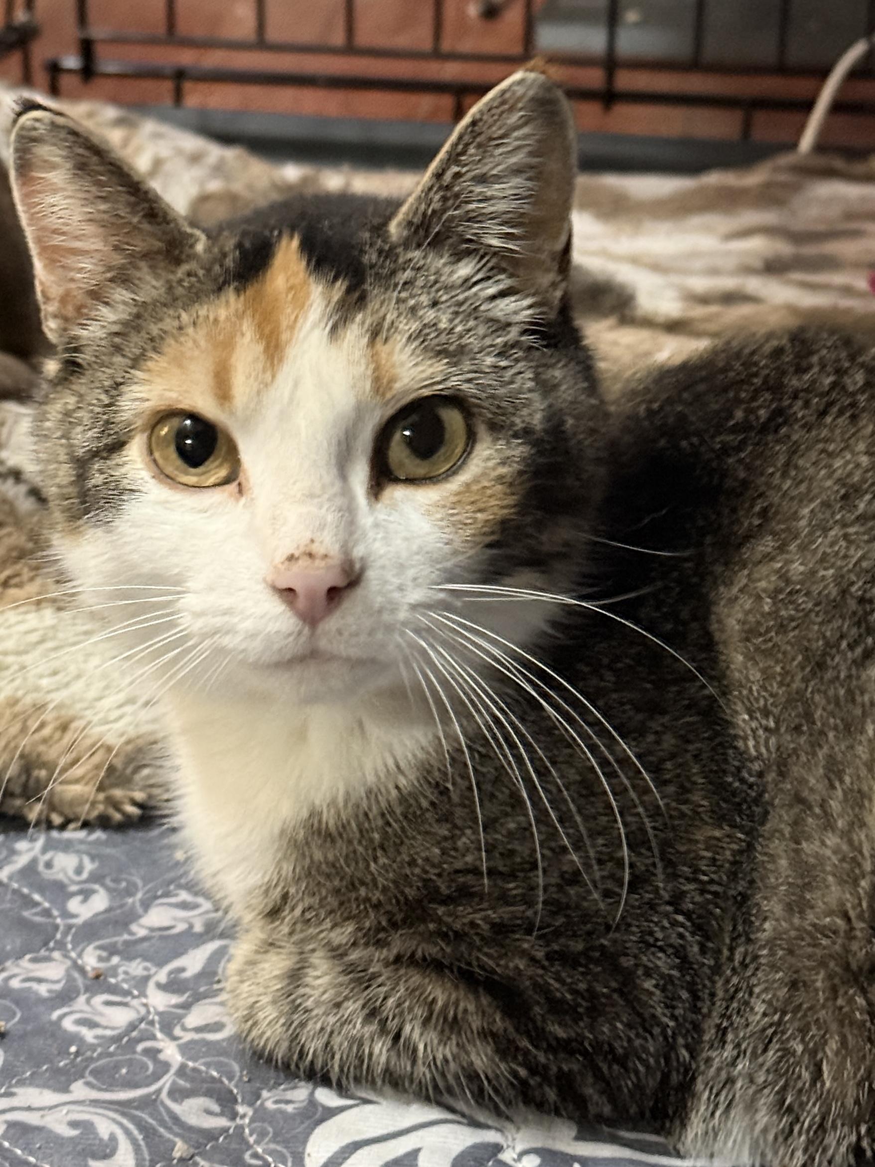 Enlarge Olivia Hope, a Adoptable Domestic Short Hair in GALESVILLE, WI image 2/6