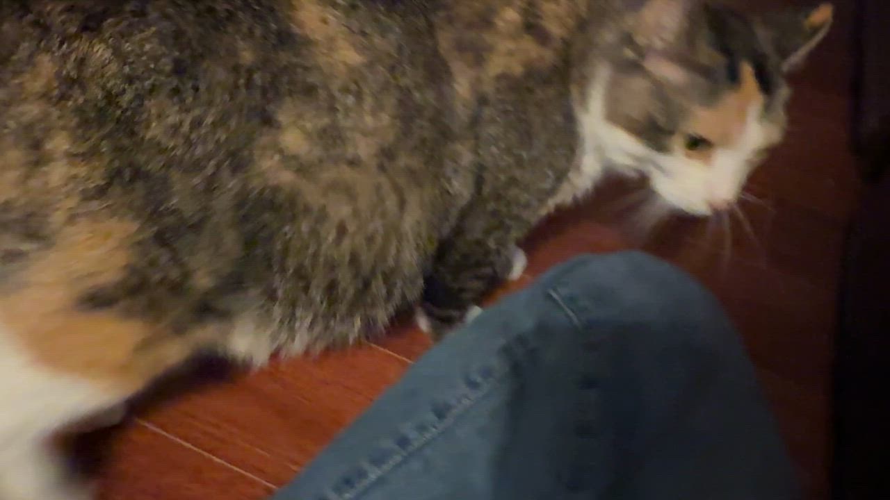 Enlarge Olivia Hope, a Adoptable Domestic Short Hair in GALESVILLE, WI video 4/6