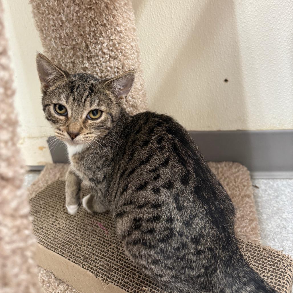 Enlarge Holly, a Adoptable Domestic Short Hair in Fort Bragg, CA image 2/2