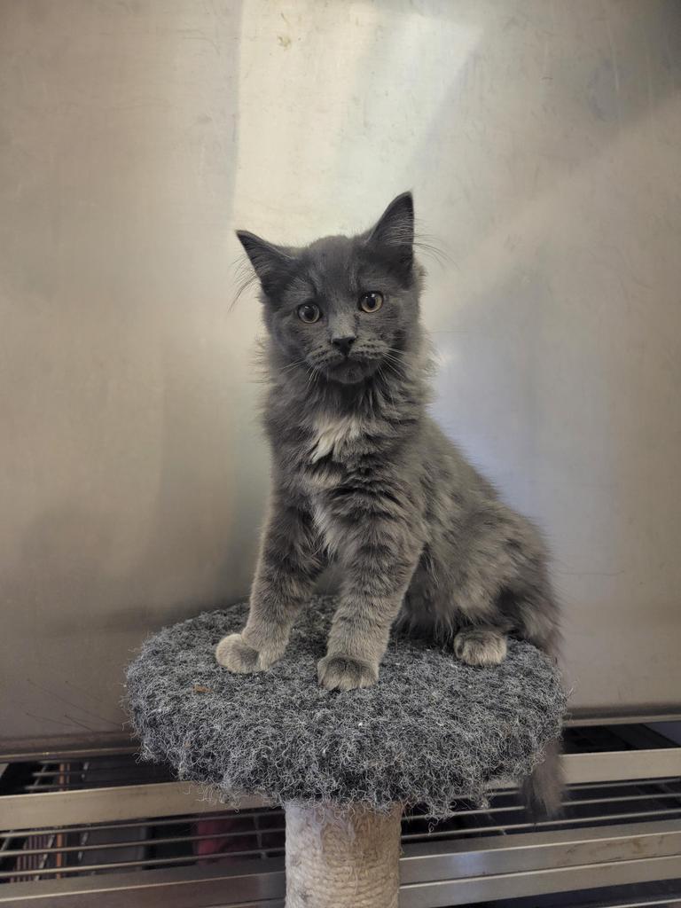 Enlarge Raisin's Kit #4, a Adopted mixed breed in Sprakers, NY image 1/1