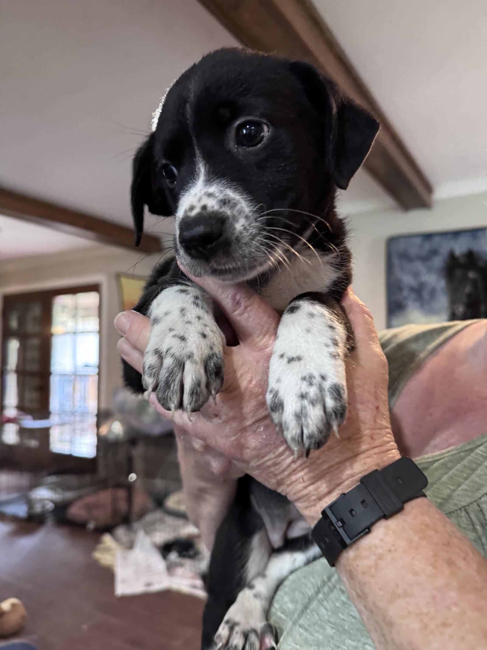 Amy, a Adopted mixed breed in Spring City, PA image 1/2