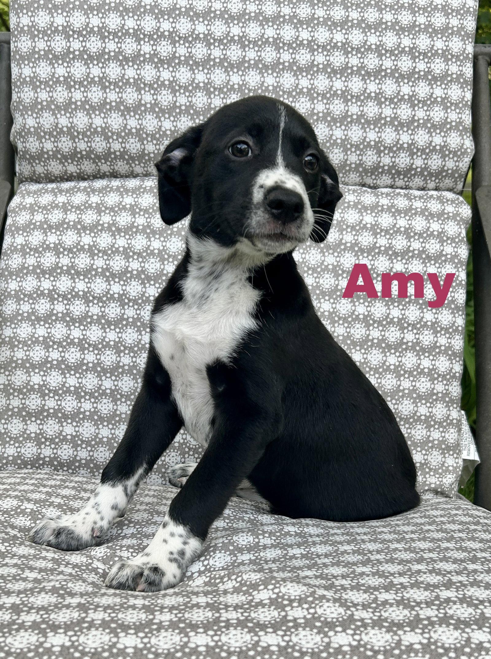 Amy, a Adopted mixed breed in Spring City, PA image 2/2