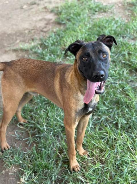 BRUCE, Adoptable, Young Male German Shepherd Dog & Mixed Breed.