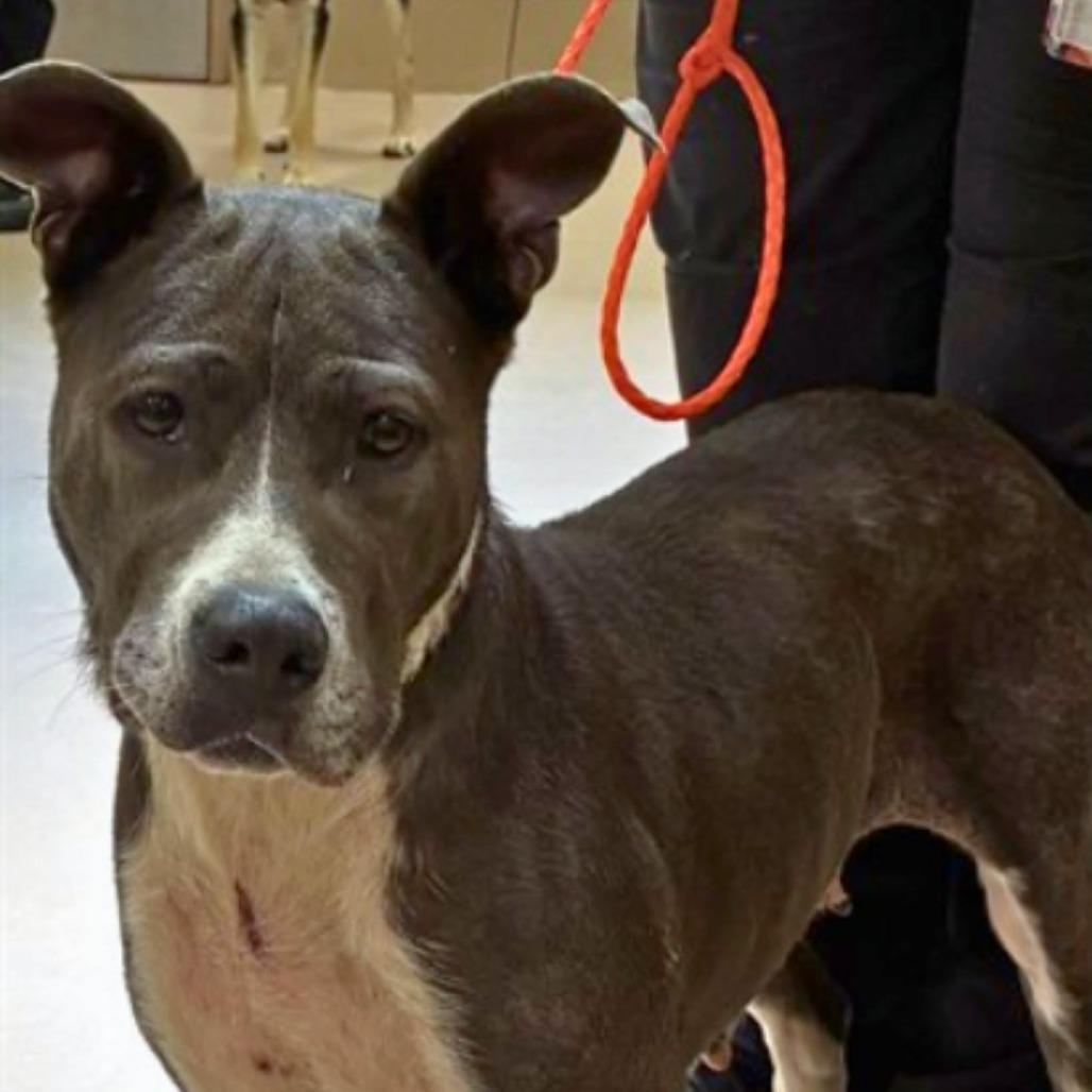 Enlarge Bella, a Adoptable Mixed Breed in South Portland, ME image 1/3