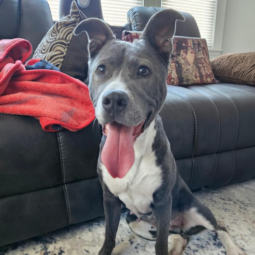 Enlarge Bella, a Adoptable Mixed Breed in South Portland, ME image 2/3