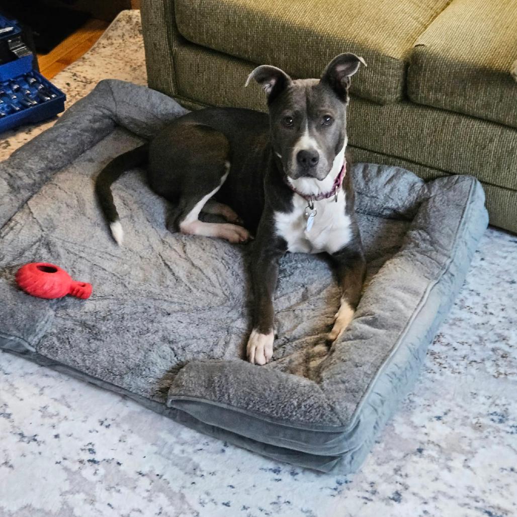 Enlarge Bella, a Adoptable Mixed Breed in South Portland, ME image 3/3