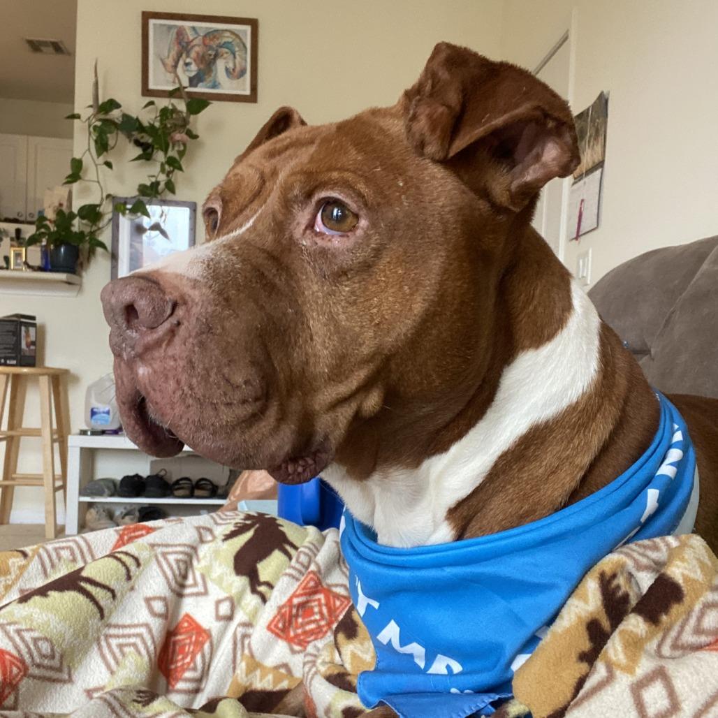 Enlarge Kobe, a Adoptable Pit Bull Terrier in Columbia, MO image 1/3