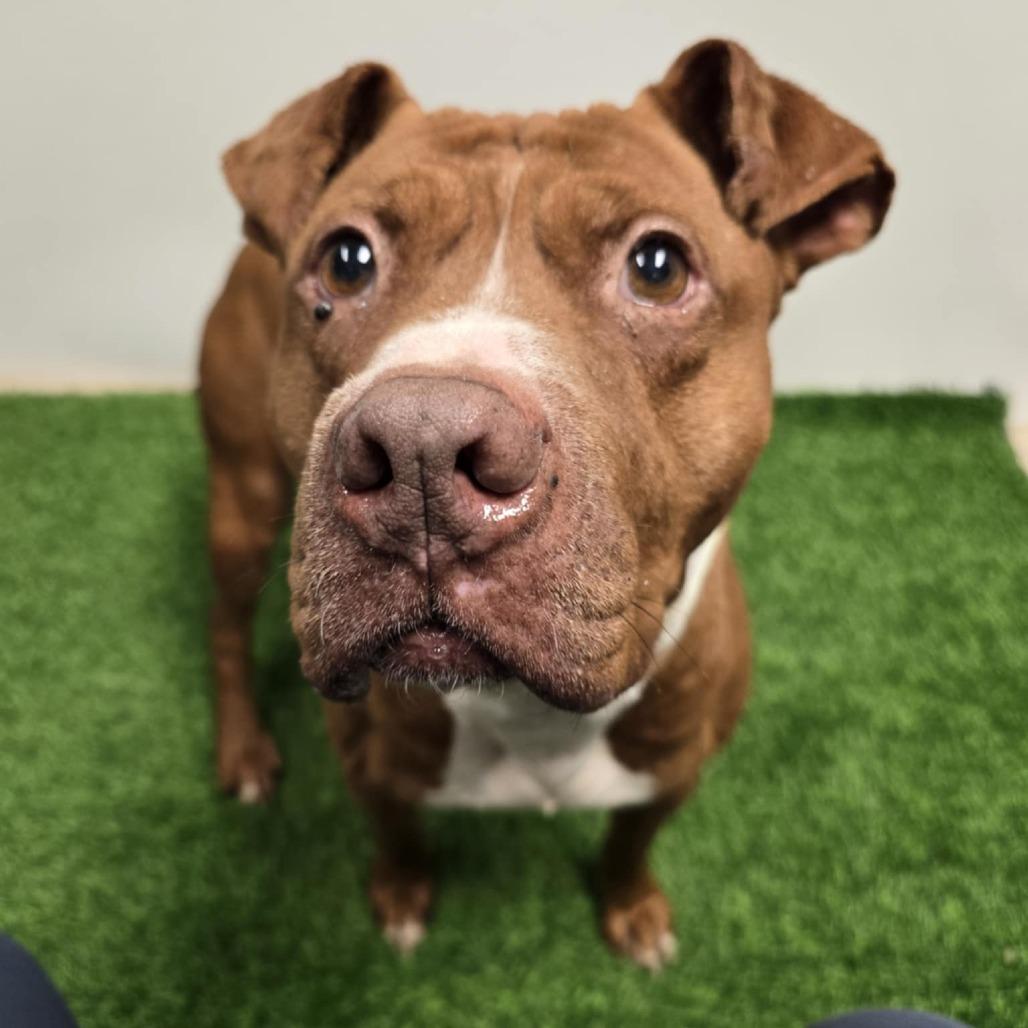 Enlarge Kobe, a Adoptable Pit Bull Terrier in Columbia, MO image 2/3