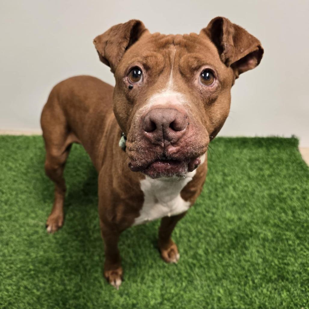 Enlarge Kobe, a Adoptable Pit Bull Terrier in Columbia, MO image 3/3