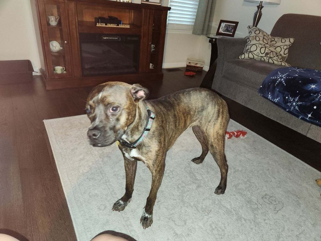 Maui, Adopted, Young Female American Staffordshire Terrier.