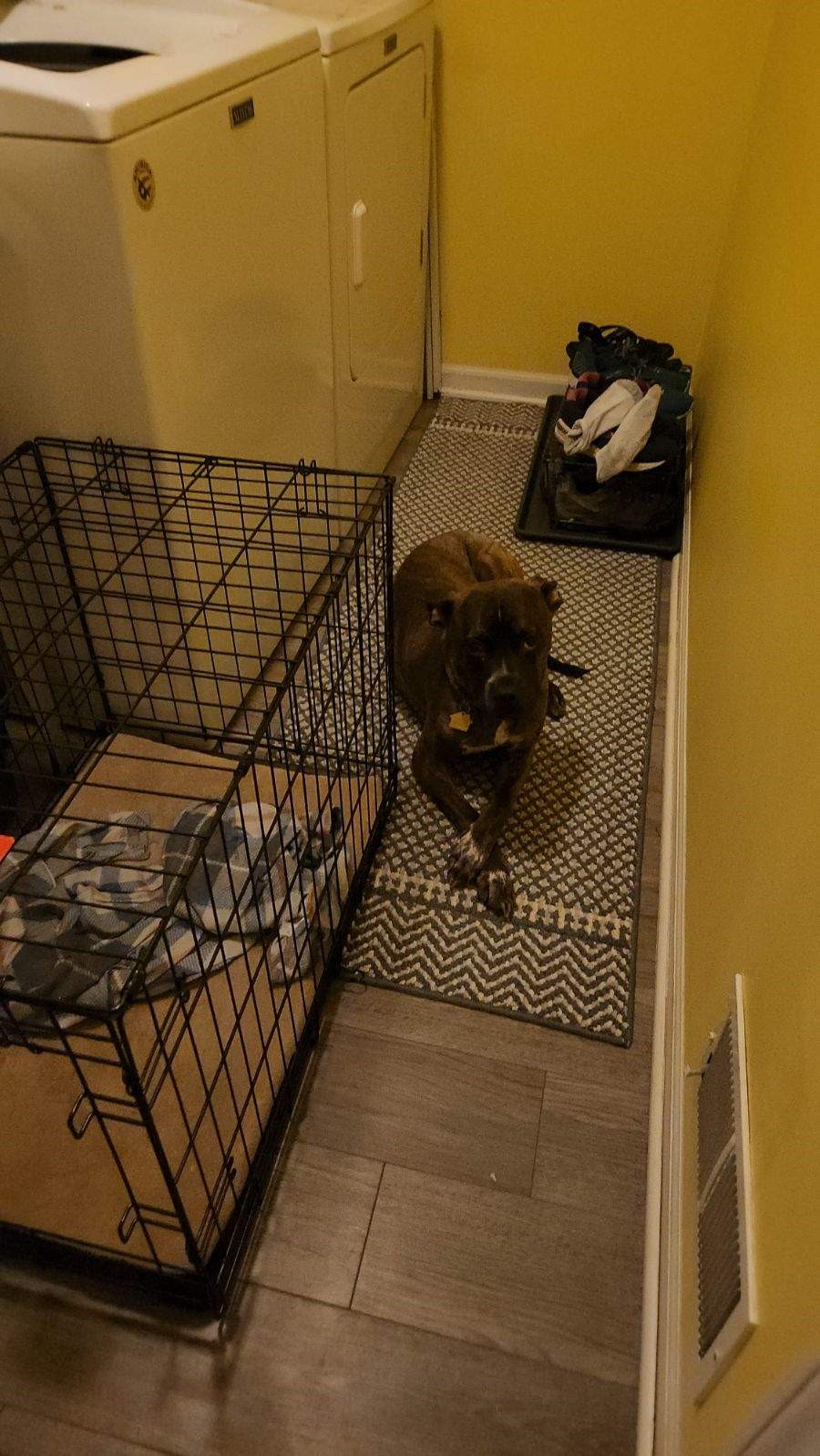 Enlarge Maui, a Adopted American Staffordshire Terrier in Jackson, MI image 2/4