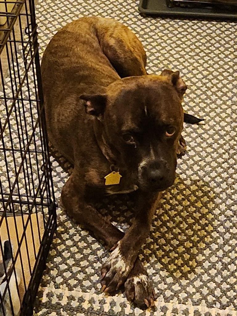 Enlarge Maui, a Adopted American Staffordshire Terrier in Jackson, MI image 4/4