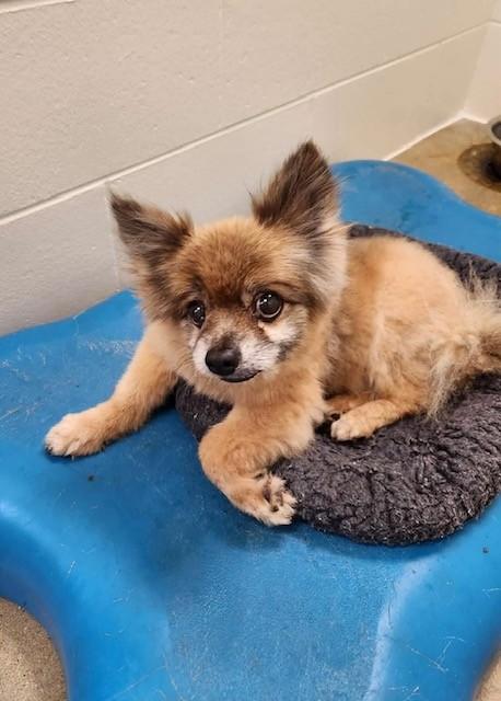 Enlarge Tator, a ADOPTABLE Pomeranian in Prudenville, MI image 1/1