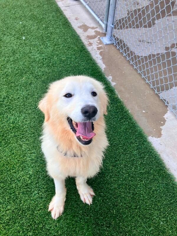 Justice, Adoptable, Adult Female Mixed Breed.