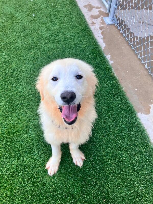 Enlarge Justice, a Adoptable Mixed Breed in Jackson, TN image 4/6