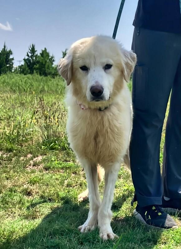 Enlarge Justice, a Adoptable Mixed Breed in Jackson, TN image 1/2