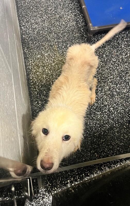 Enlarge Justice, a Adoptable Mixed Breed in Jackson, TN image 2/2
