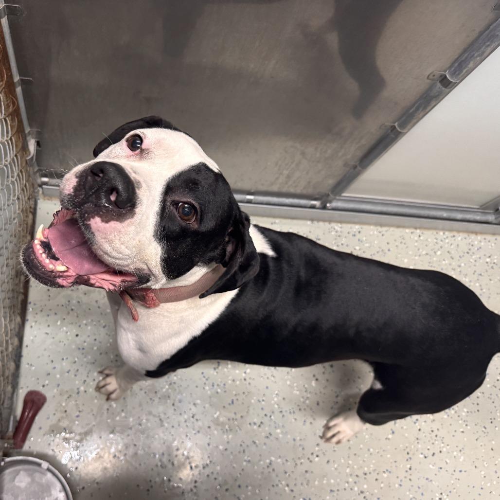 Tank, Adoptable, Adult Male Pit Bull Terrier.