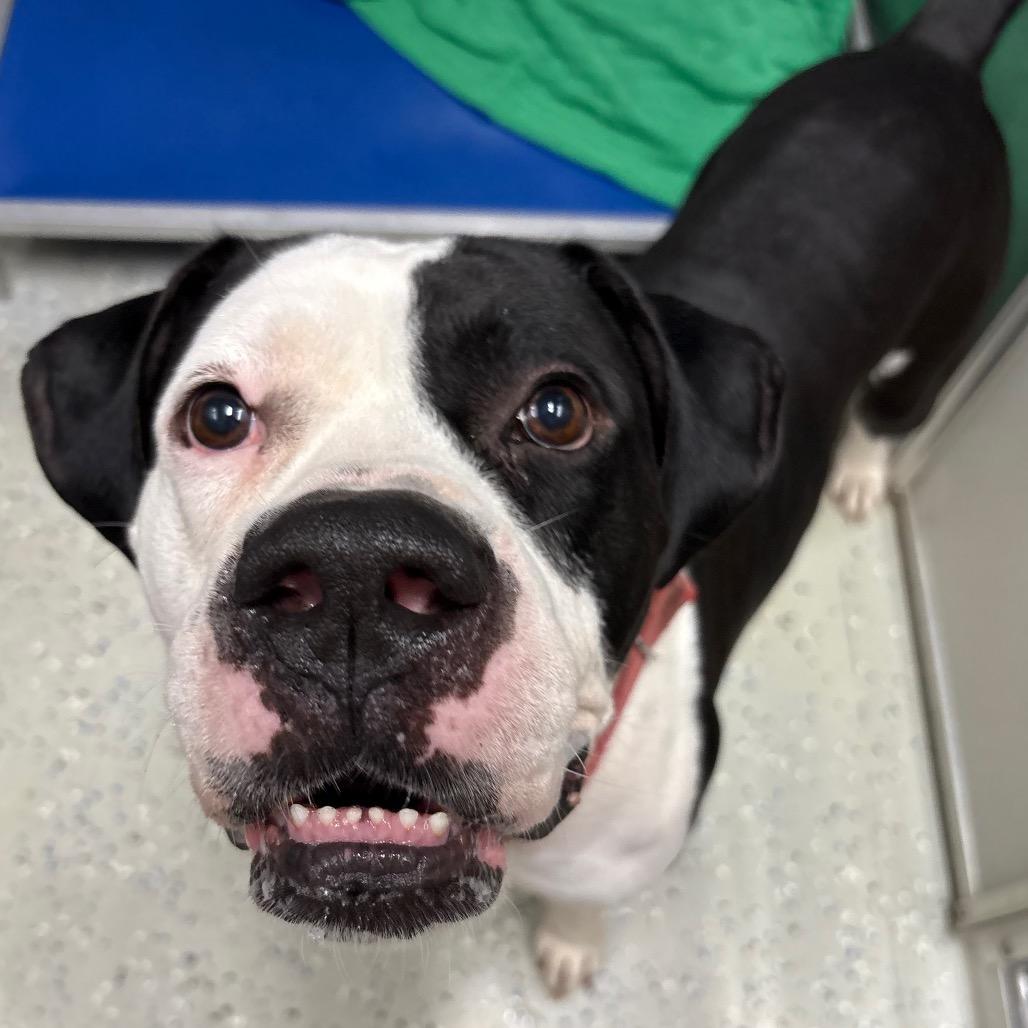 Enlarge Tank, a Adoptable mixed breed in Marion, VA image 2/6