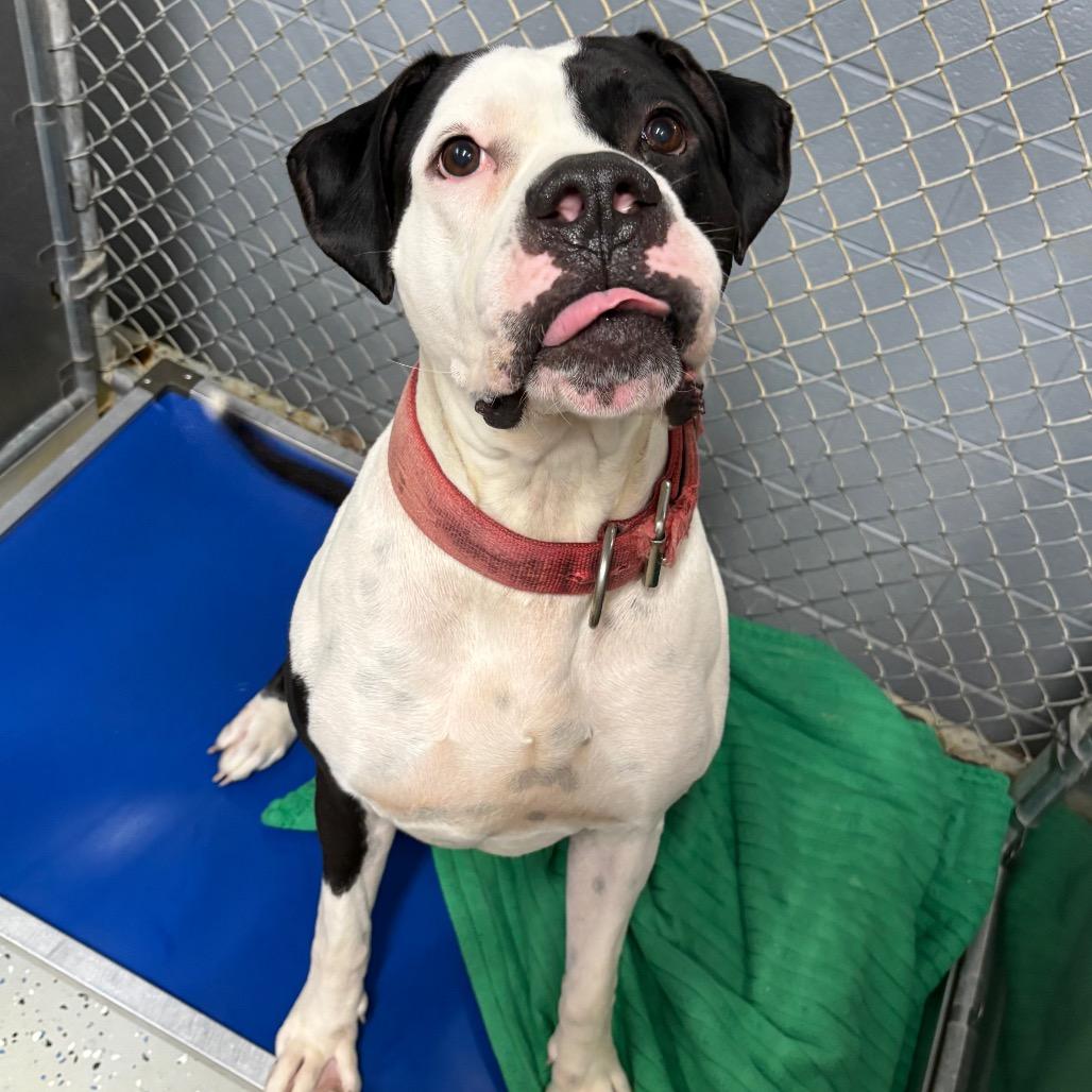 Enlarge Tank, a Adoptable mixed breed in Marion, VA image 3/6