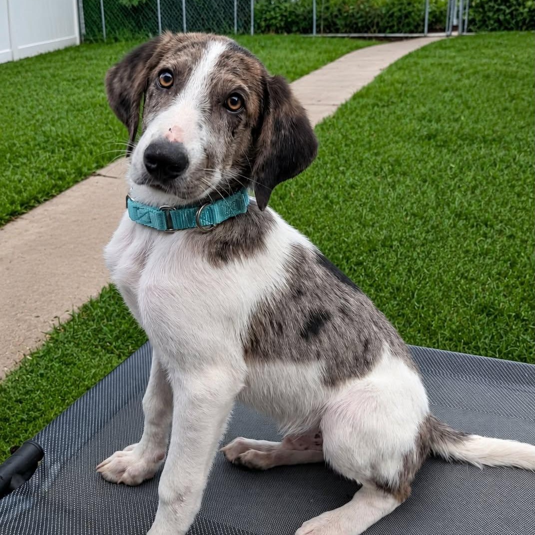 Enlarge ZEKE, an adoptable mixed breed in Evansville, WI image 1/4